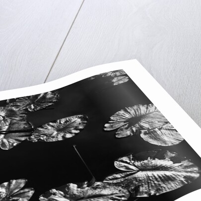 Lily Pads, 1968 by Anonymous