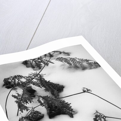 Ferns in Snow, 1974 by Anonymous