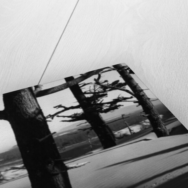 Dunes and Trees, Oregon, 1962 by Anonymous