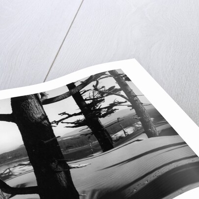 Dunes and Trees, Oregon, 1962 by Anonymous