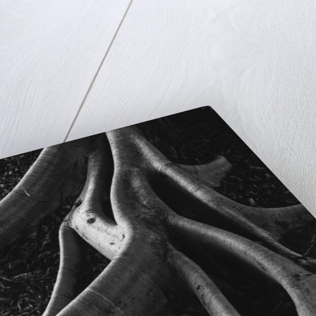 Banyan Roots, Hawaii by Anonymous