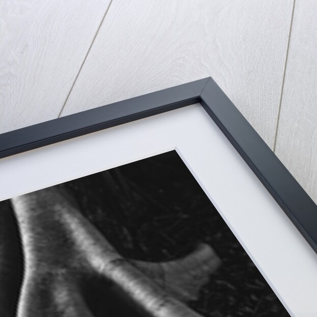 Banyan Roots, Hawaii by Anonymous