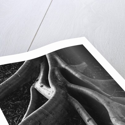 Banyan Roots, Hawaii by Anonymous