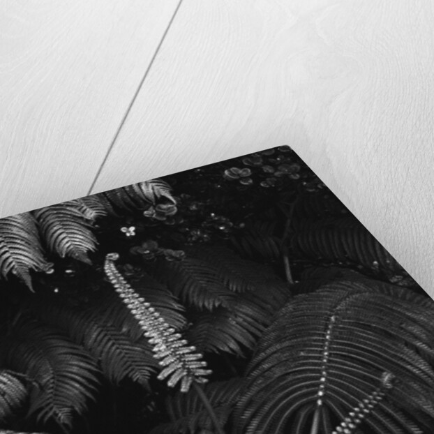 Ferns by Anonymous