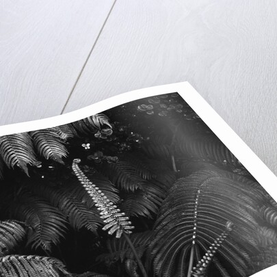 Ferns by Anonymous