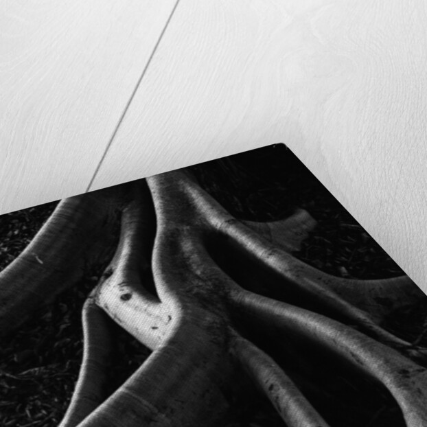 Banyan Tree Roots by Anonymous