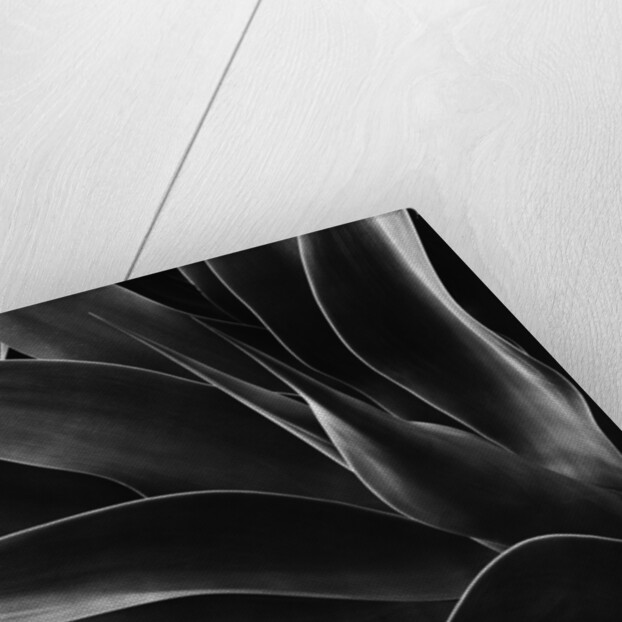 Century Plant by Anonymous