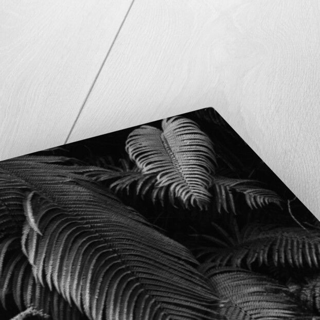 Fern Leaves by Anonymous