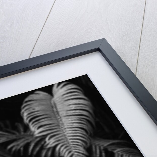 Fern Leaves by Anonymous