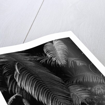 Fern Leaves by Anonymous