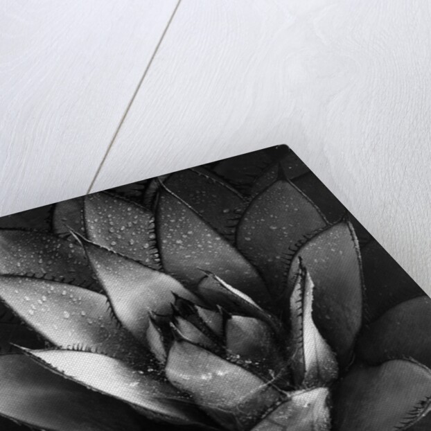 Century Plant by Brett Weston