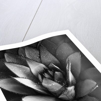 Century Plant by Brett Weston