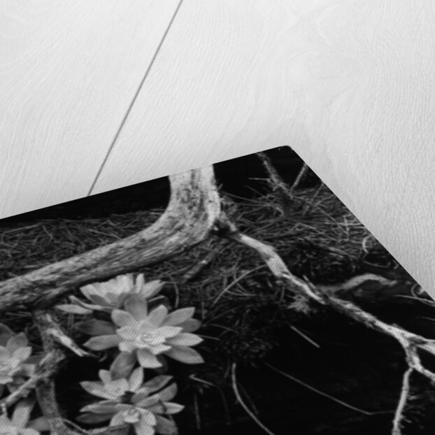 Succulents, Point Lobos, 1951 by Anonymous