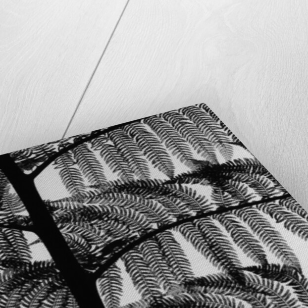Fern by Anonymous