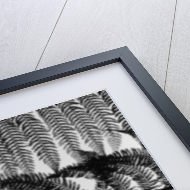 Fern by Anonymous