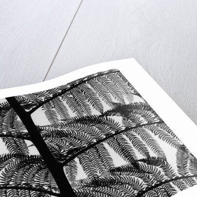Fern by Anonymous