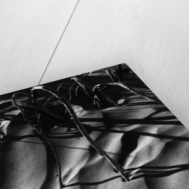 Branches in Sand by Anonymous