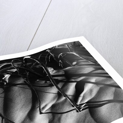 Branches in Sand by Anonymous
