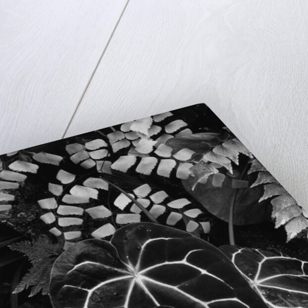 Leaves by Anonymous