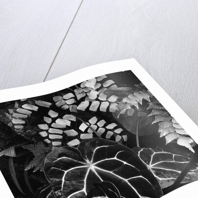 Leaves by Anonymous