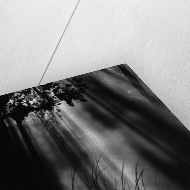 Sunbeams in Trees by Anonymous
