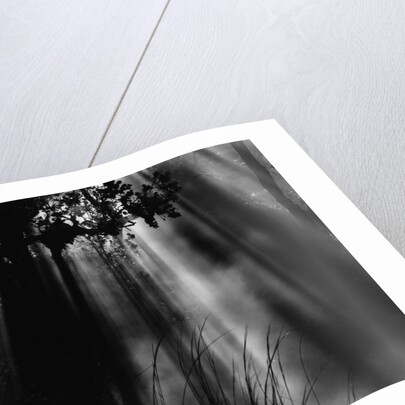 Sunbeams in Trees by Anonymous