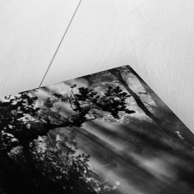 Sunbeams in Trees by Anonymous