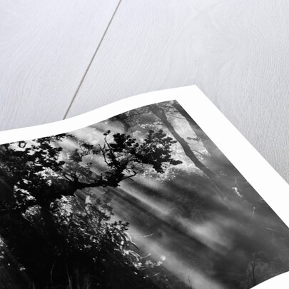 Sunbeams in Trees by Anonymous