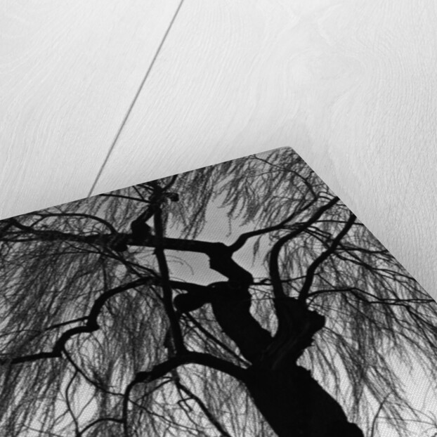 Weeping Willow, Oregon, 1975 by Anonymous