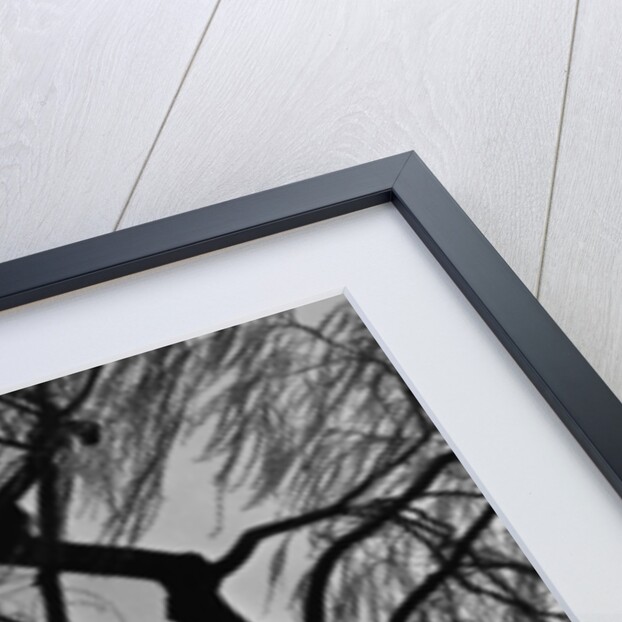 Weeping Willow, Oregon, 1975 by Anonymous