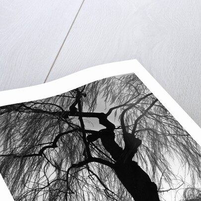 Weeping Willow, Oregon, 1975 by Anonymous