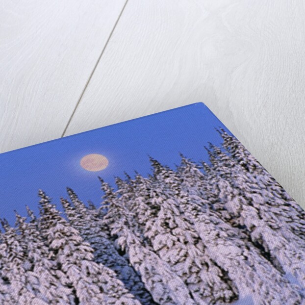 Moon Over Snow-Covered Trees by Anonymous