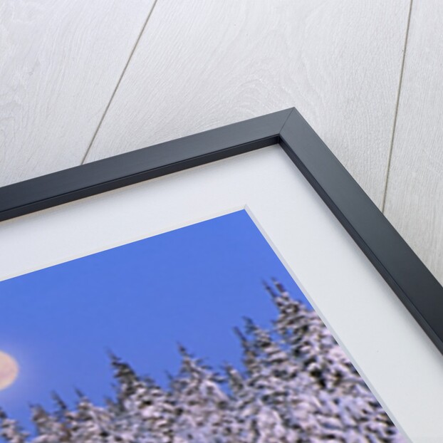 Moon Over Snow-Covered Trees by Anonymous