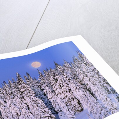 Moon Over Snow-Covered Trees by Anonymous