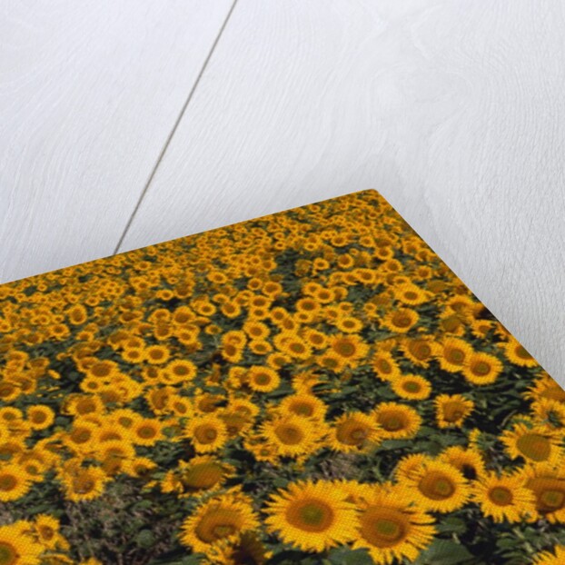 Field of Sunflowers by Anonymous