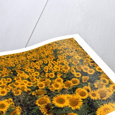 Field of Sunflowers by Anonymous