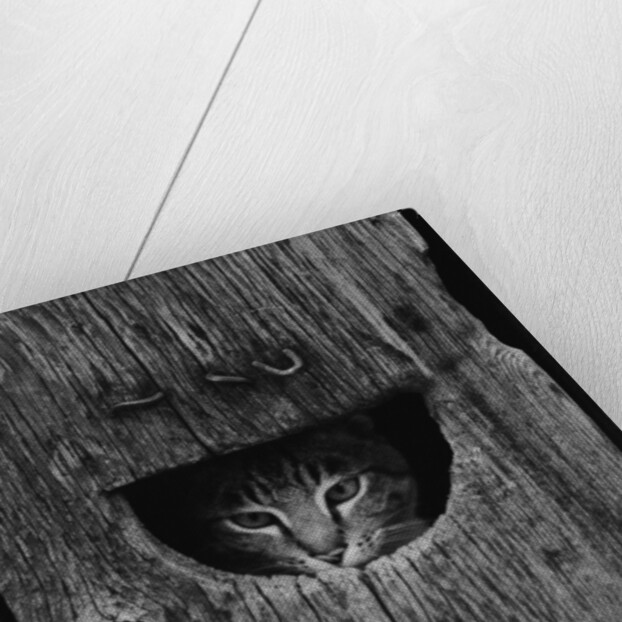 Cat Peeking Out from Barn by Anonymous