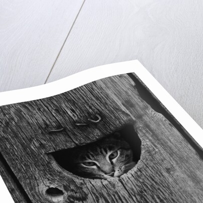 Cat Peeking Out from Barn by Anonymous