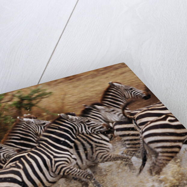 Zebras Running by Anonymous