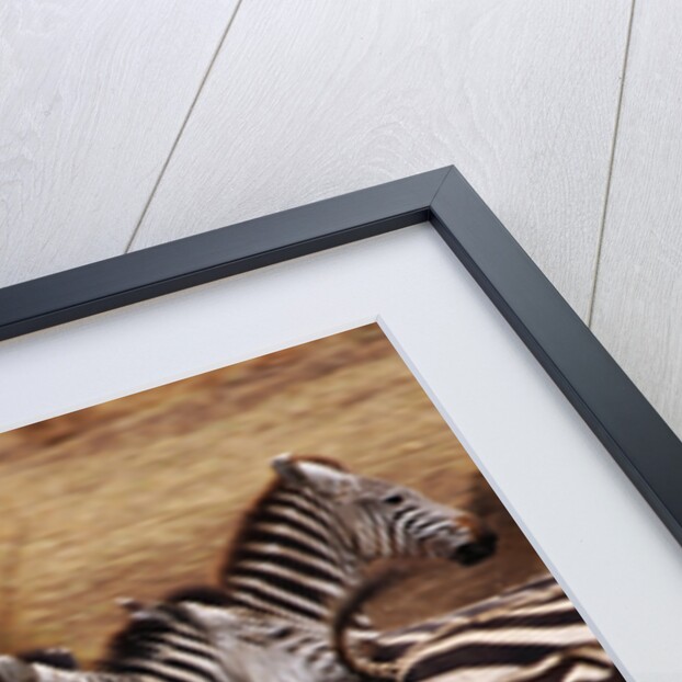 Zebras Running by Anonymous