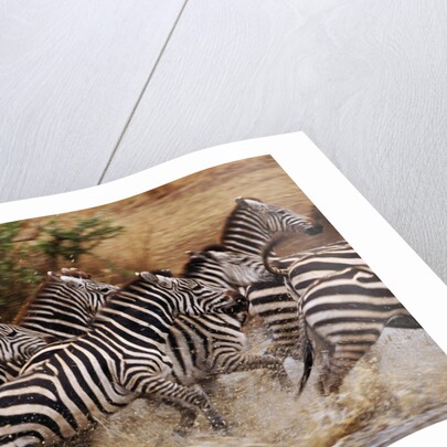 Zebras Running by Anonymous