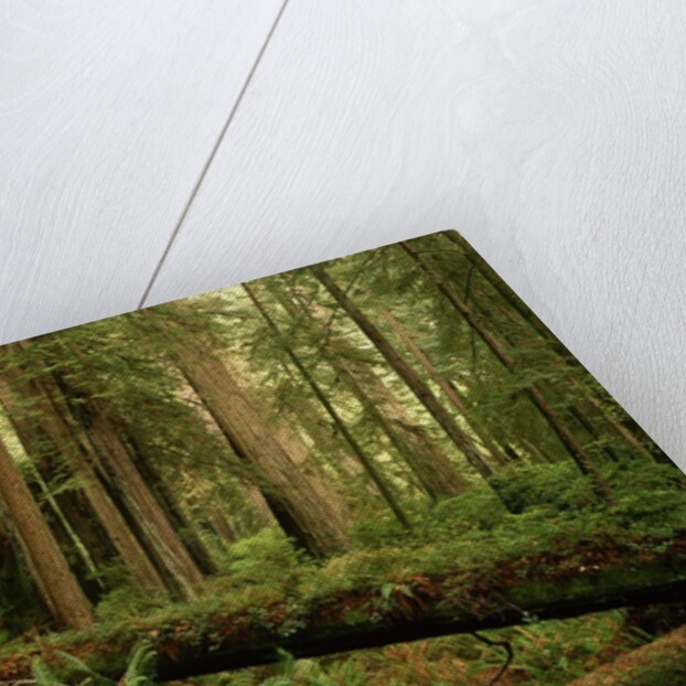 Redwood Trees by Anonymous