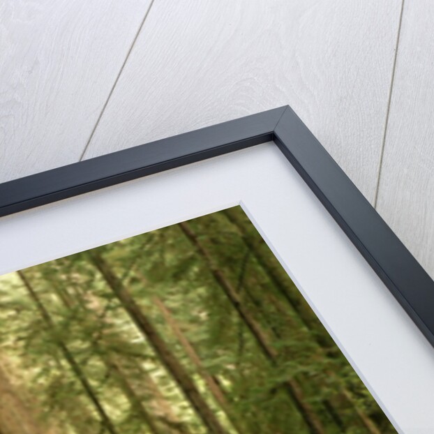 Redwood Trees by Anonymous