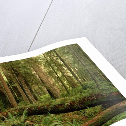 Redwood Trees by Anonymous