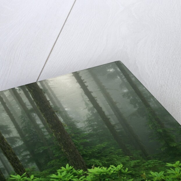 Old Growth Forest by Anonymous