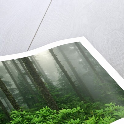 Old Growth Forest by Anonymous