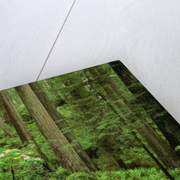 Redwood Trees by Anonymous