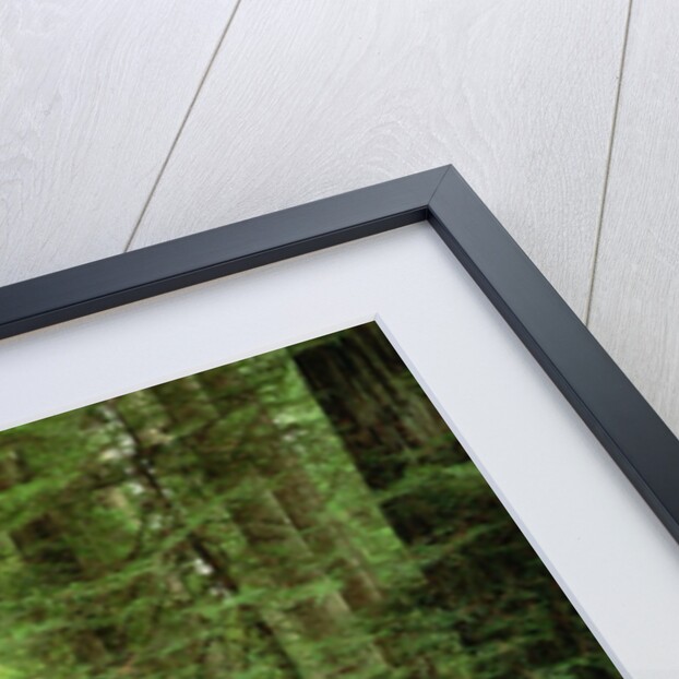 Redwood Trees by Anonymous