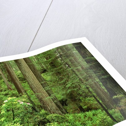 Redwood Trees by Anonymous