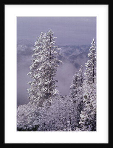 Snowy Trees by Anonymous